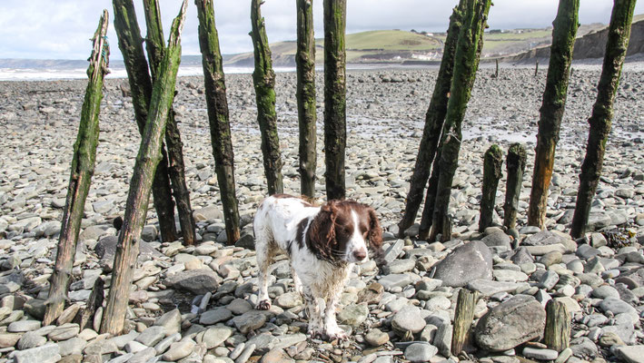 Easter in Cardigan Bay