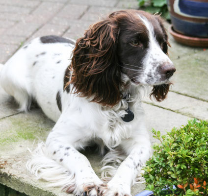 Huxleys Barn, Zeb waiting for walk