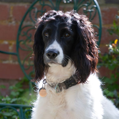 Garden at home, Summer