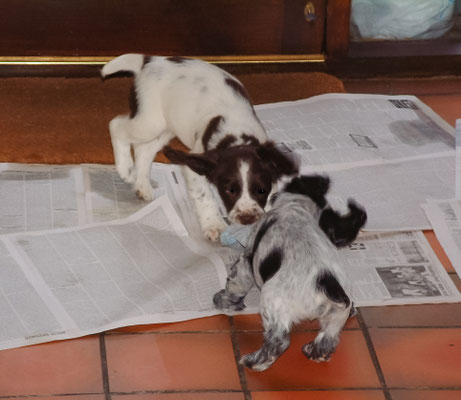 Zebedee & Rosie meet for first time ... let the games begin!