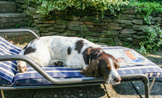 Dogs enjoying the garden