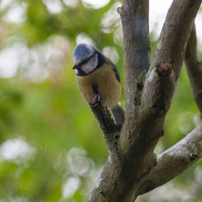 Garden at home, Summer