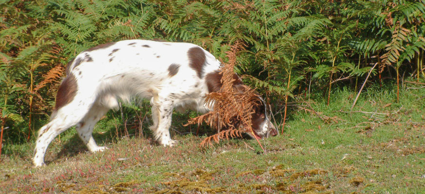 Chase End - The Malverns