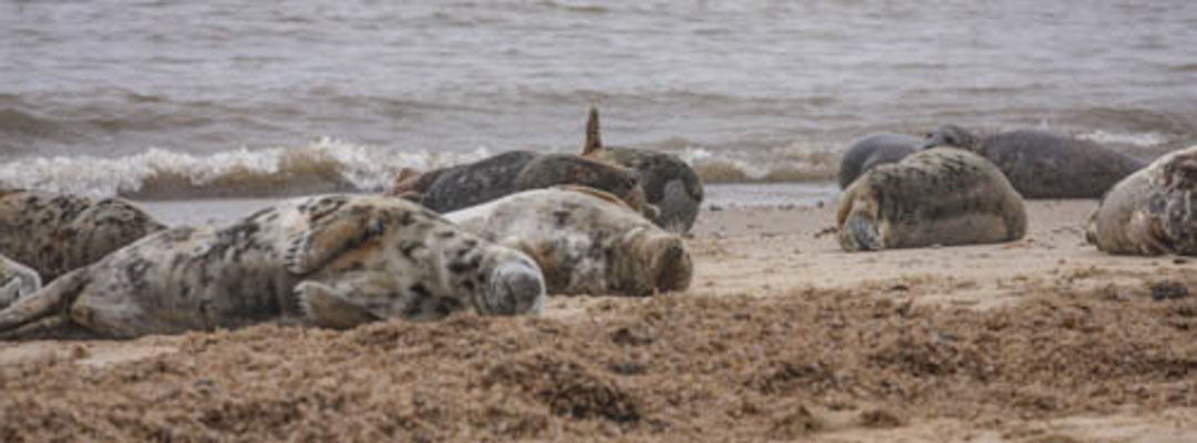 February, Skeyton stay, Norfolk