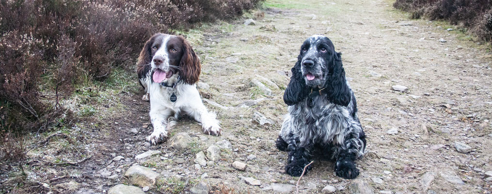 Knowstone, North Devon, Christmas hols