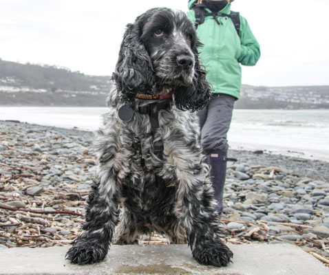 Easter in Cardigan Bay
