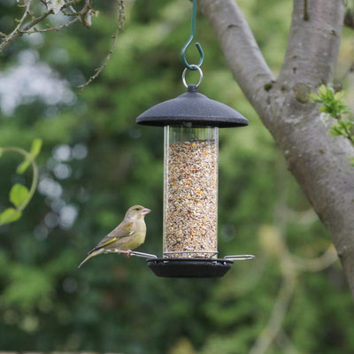 Garden at home, Summer
