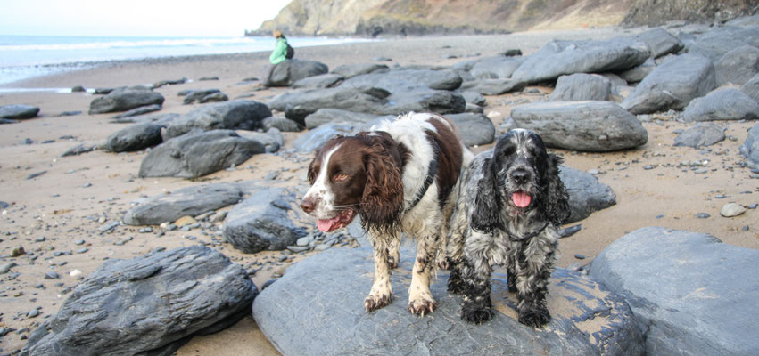 Easter in Cardigan Bay