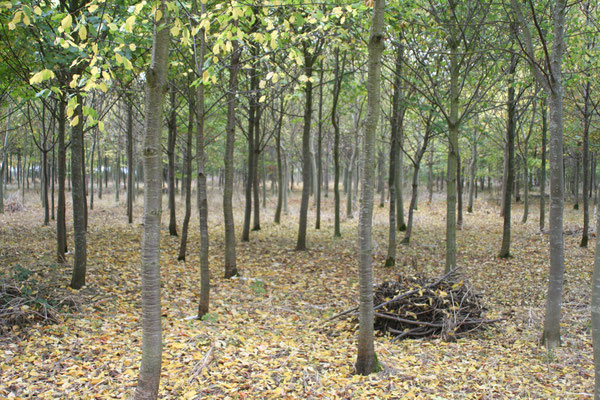 Shorthorn Woods walks, Throckmorton