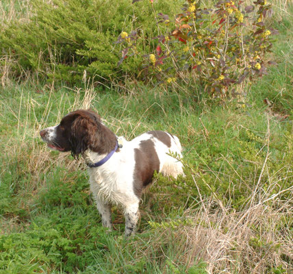 Shorthorn Woods walks, Throckmorton