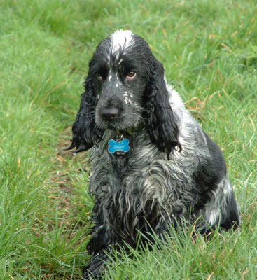 Shorthorn Woods walks, Throckmorton