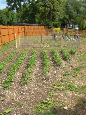Allotment in the paddock