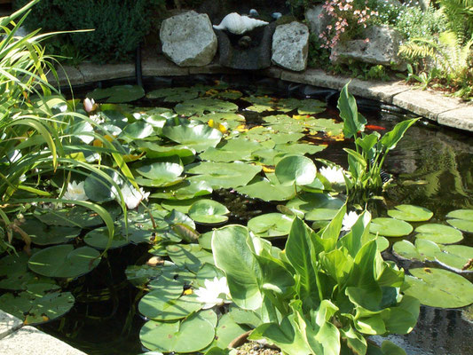 Monarch Drive - Beryl & Ivan's pond