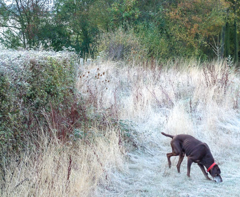 Frosty morning walk with Will around Throckmorton Stud fields