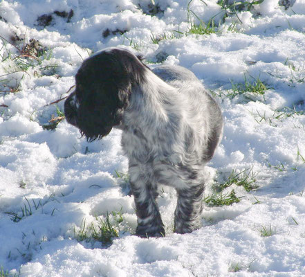 Zebbie & Rosie and some snow