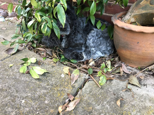 Garden, home, summer