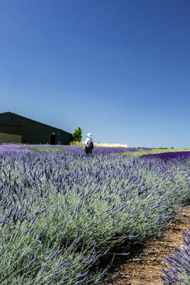 Cotswolds, Snowshill lavender farm