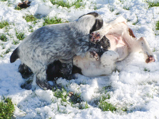 Zebbie & Rosie and some snow
