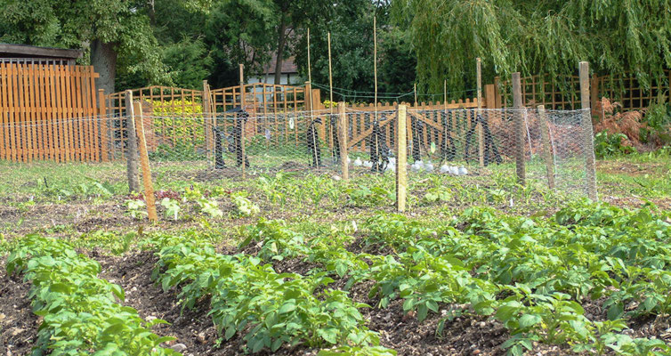 Allotment in the paddock
