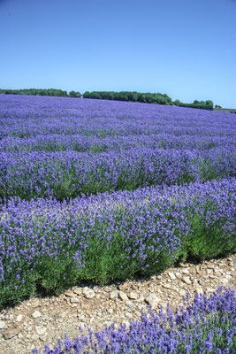 Cotswolds, Snowshill lavender farm