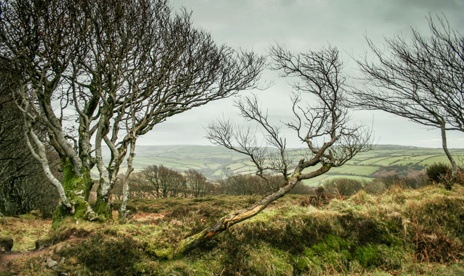 Christmas in Devon (Ensis) with Beryl & Ivan