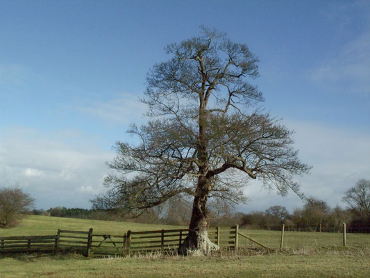Cotswolds: Dovers Hill