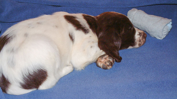 Zebedee on his first night (on his own!)