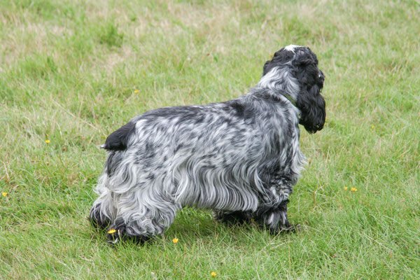 Old Hills, Callow End