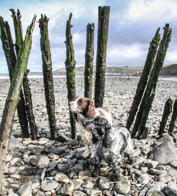 Easter in Cardigan Bay