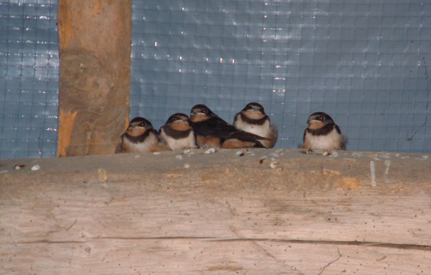 New tenants the garage