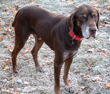 Frosty morning walk with Will around Throckmorton Stud fields