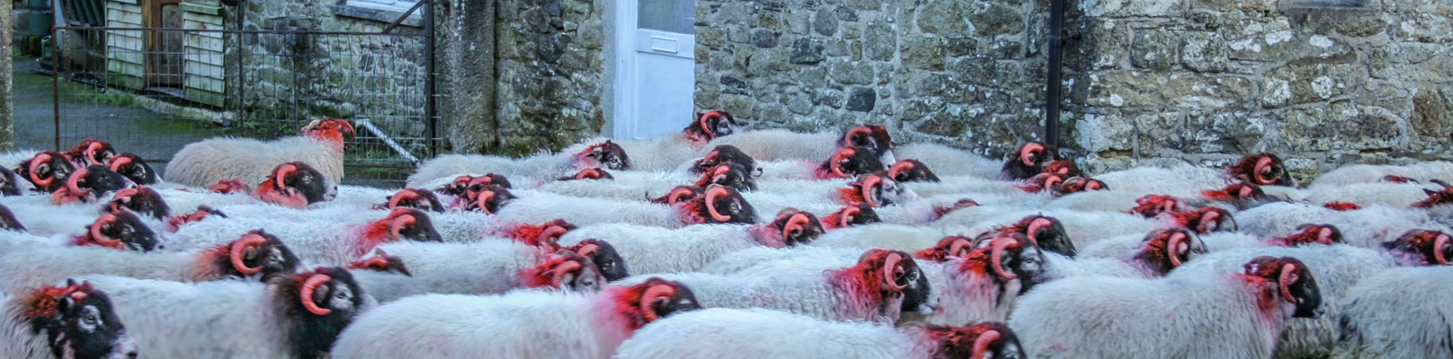 Christmas at Ensis Farm Cottages, North Devon