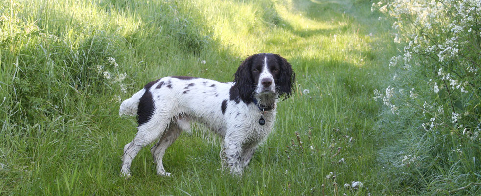 Shorthorn Woods walks, Throckmorton