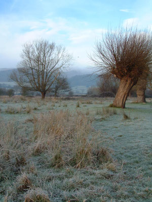 Walking William on Welland Common - early morning 