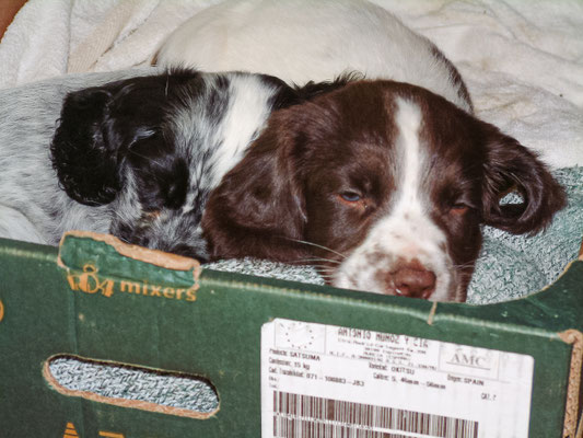 Zebbie & Rosie take a break