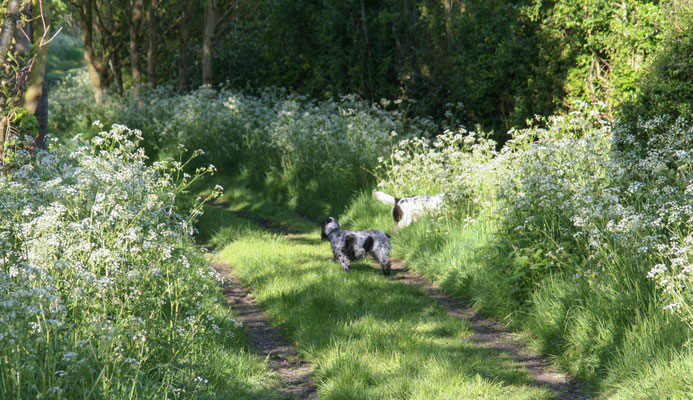 Shorthorn Woods walks, Throckmorton