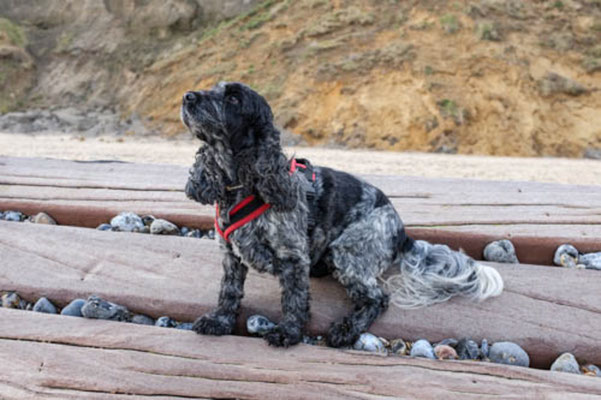 February, Skeyton stay, Norfolk