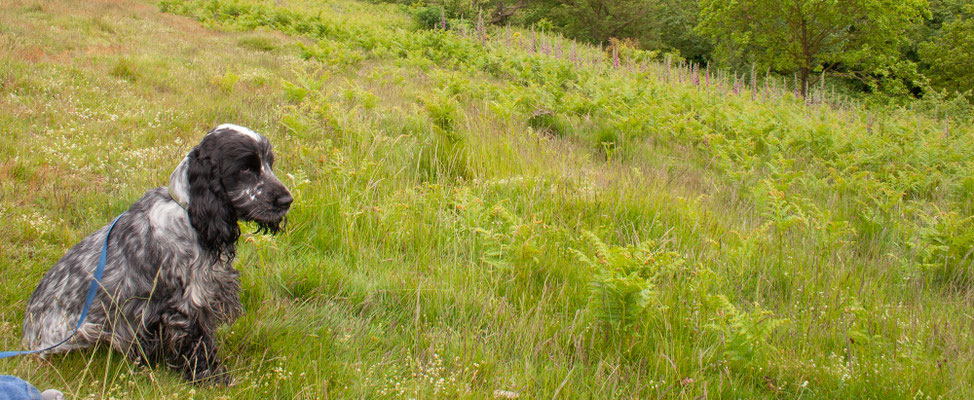 Walking on the Malvern Hills