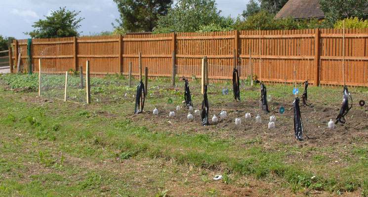 Allotment in the paddock