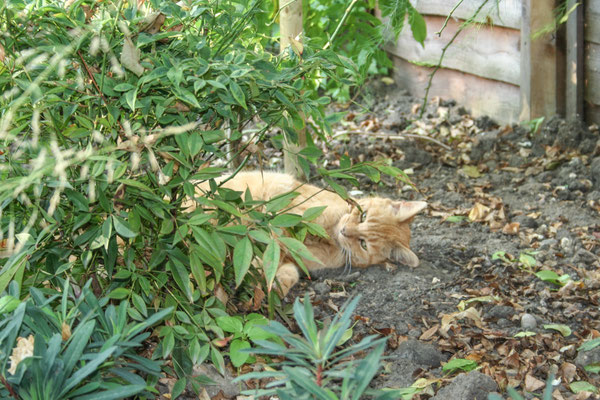June in Peckham, staying with John & Jenny