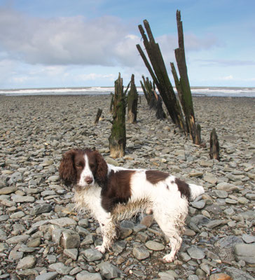 Easter in Cardigan Bay