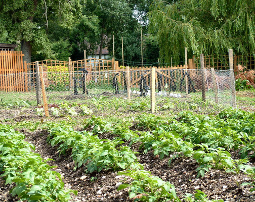Allotment in the paddock