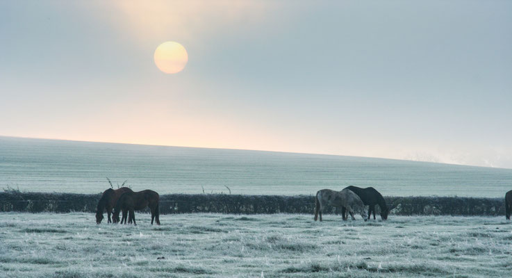 Winter walk round the Stud fields, Throckmorton