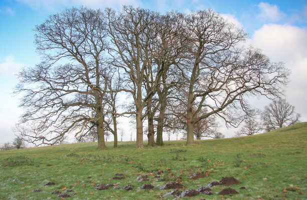 Stanton / Stanway New Years Day walk