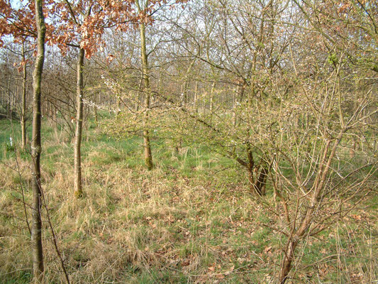 Shorthorn Woods walks, Throckmorton