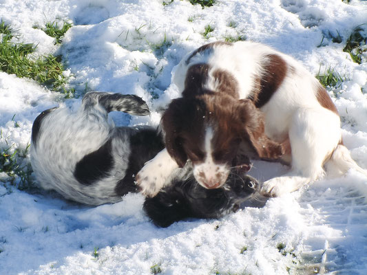 Zebbie & Rosie and some snow