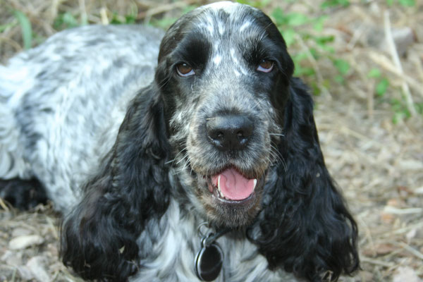 Dogs enjoying the garden