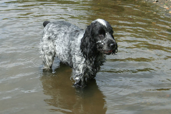 The Avon at Fladbury