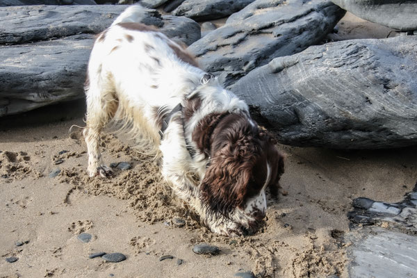 Easter in Cardigan Bay