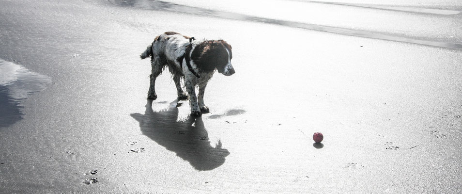 Easter in Cardigan Bay